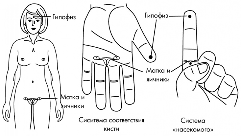 Иллюстрация к книге — Су-Джок лечит. Мигрень, кашель, боль в спине, тяжесть в желудке [i_087.jpg]