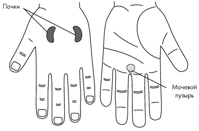 Иллюстрация к книге — Су-Джок лечит. Мигрень, кашель, боль в спине, тяжесть в желудке [i_095.jpg]