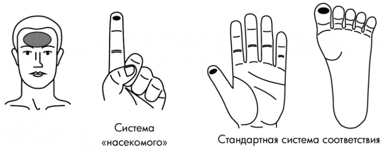 Иллюстрация к книге — Су-Джок лечит. Мигрень, кашель, боль в спине, тяжесть в желудке [i_101.jpg]