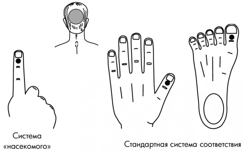 Иллюстрация к книге — Су-Джок лечит. Мигрень, кашель, боль в спине, тяжесть в желудке [i_103.jpg]