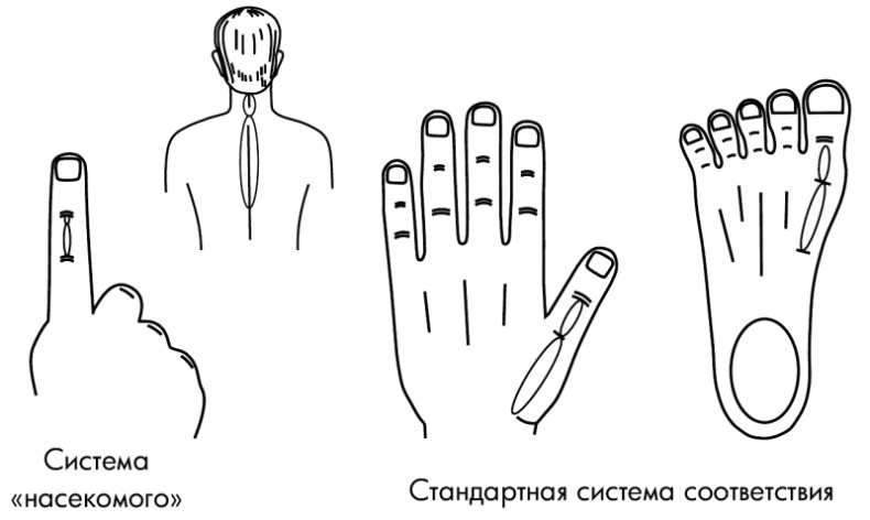 Иллюстрация к книге — Су-Джок лечит. Мигрень, кашель, боль в спине, тяжесть в желудке [i_104.jpg]