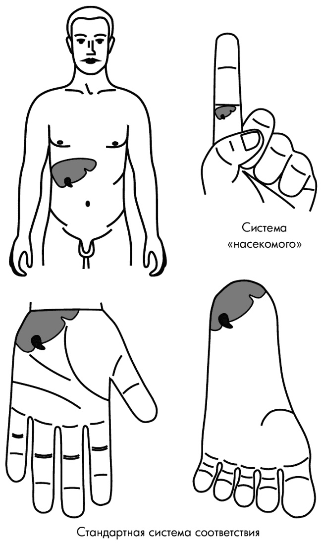 Иллюстрация к книге — Су-Джок лечит. Мигрень, кашель, боль в спине, тяжесть в желудке [i_111.jpg]