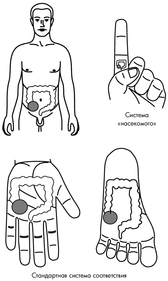 Иллюстрация к книге — Су-Джок лечит. Мигрень, кашель, боль в спине, тяжесть в желудке [i_114.jpg]