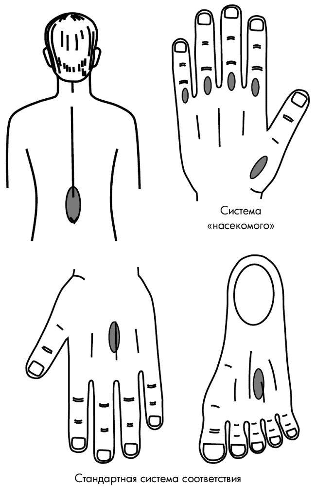 Иллюстрация к книге — Су-Джок лечит. Мигрень, кашель, боль в спине, тяжесть в желудке [i_119.jpg]