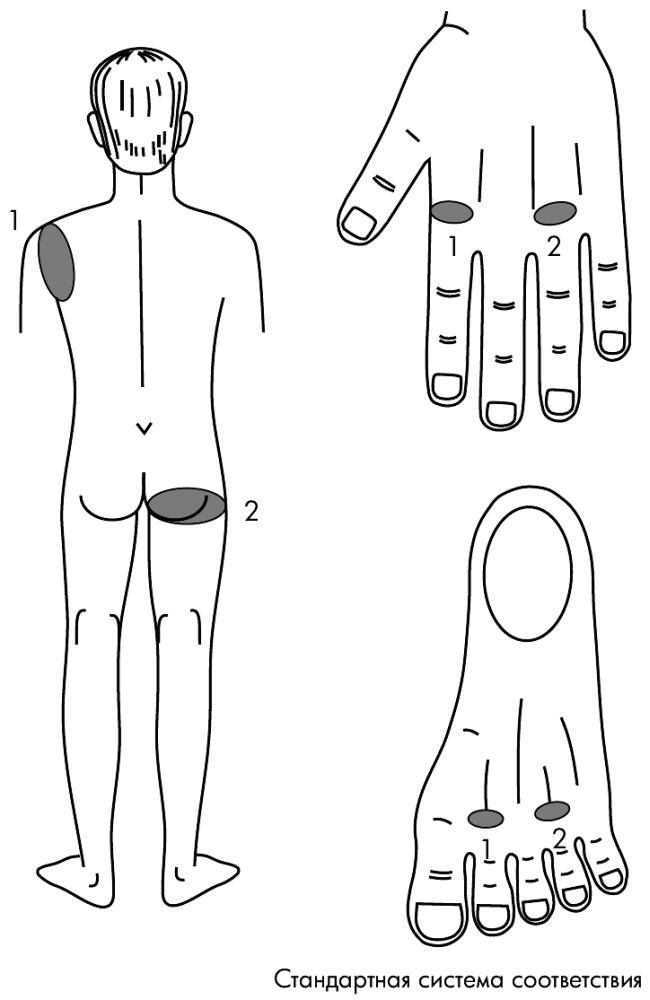 Иллюстрация к книге — Су-Джок лечит. Мигрень, кашель, боль в спине, тяжесть в желудке [i_122.jpg]