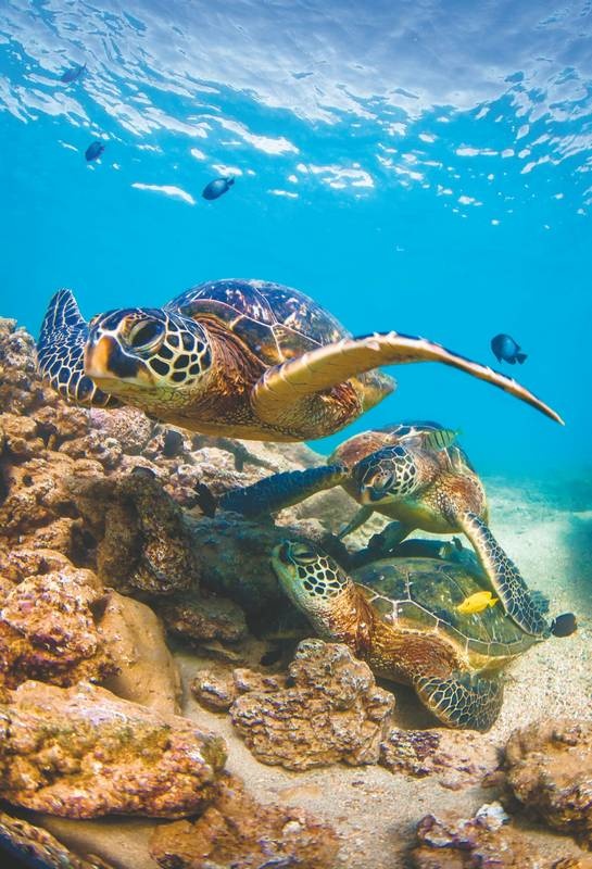 Иллюстрация к книге — Хоопонопоно. Гавайские практики для счастливой жизни [i_009.jpg]