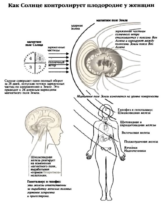 Иллюстрация к книге — Белые божества инков [i_036.jpg]