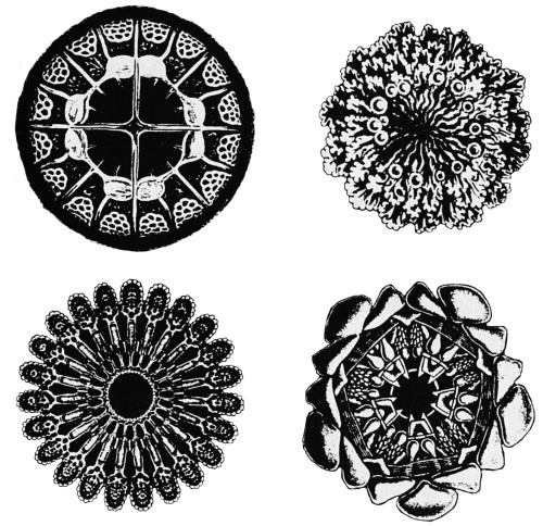 Иллюстрация к книге — Чакры. Полная энциклопедия [i_001.jpg]