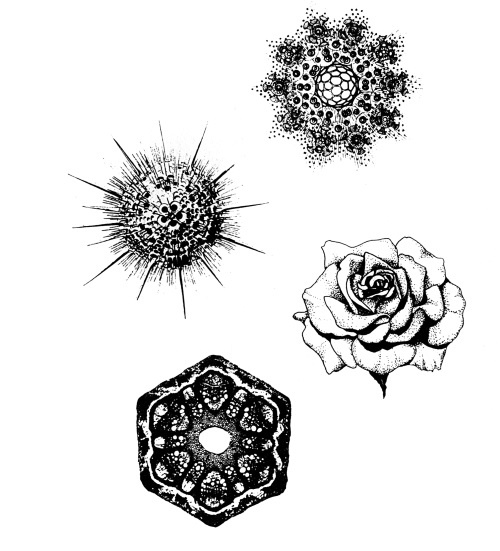 Иллюстрация к книге — Чакры. Полная энциклопедия [i_002.jpg]