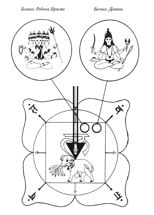 Иллюстрация к книге — Чакры. Полная энциклопедия [i_017.jpg]