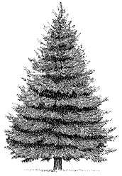 Иллюстрация к книге — Круг Года. Викканские праздники, их атрибуты и значение [_131.jpg]