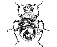 Иллюстрация к книге — Круг Года. Викканские праздники, их атрибуты и значение [_429.jpg]