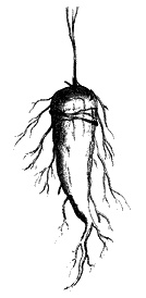 Иллюстрация к книге — Круг Года. Викканские праздники, их атрибуты и значение [_605.jpg]