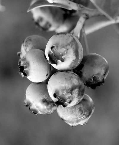 Иллюстрация к книге — Оружие против близорукости [i_025.jpg]