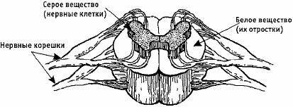 Иллюстрация к книге — Заболевания позвоночника. Карманный справочник [_06.jpg]