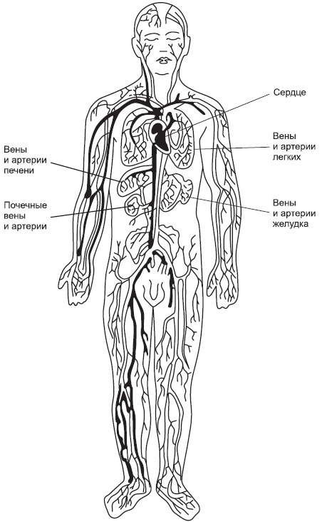 Иллюстрация к книге — Чистка сосудов и крови [i_002.jpg]