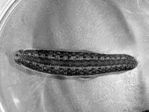 Иллюстрация к книге — Чистка сосудов и крови [i_006.jpg]