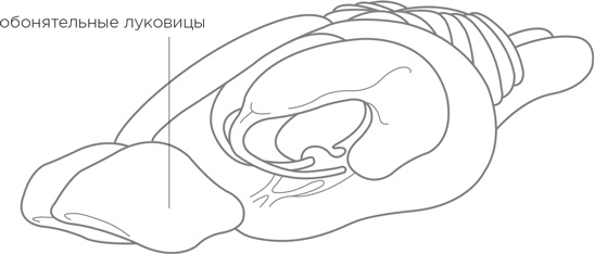 Иллюстрация к книге — Биология добра и зла. Как наука объясняет наши поступки [i_003.jpg]