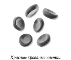 Иллюстрация к книге — Биология добра и зла. Как наука объясняет наши поступки [i_066.jpg]