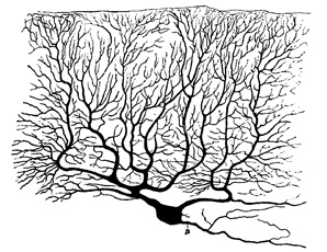 Иллюстрация к книге — Биология добра и зла. Как наука объясняет наши поступки [i_068.jpg]