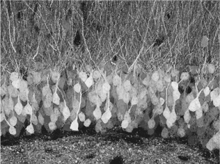 Иллюстрация к книге — Биология добра и зла. Как наука объясняет наши поступки [i_085.jpg]