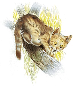 Иллюстрация к книге — Удивительные приключения Маруси [i2_024.jpg]