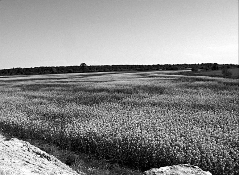 Иллюстрация к книге — Крестоносцы. Первая полная энциклопедия [i_181.jpg]