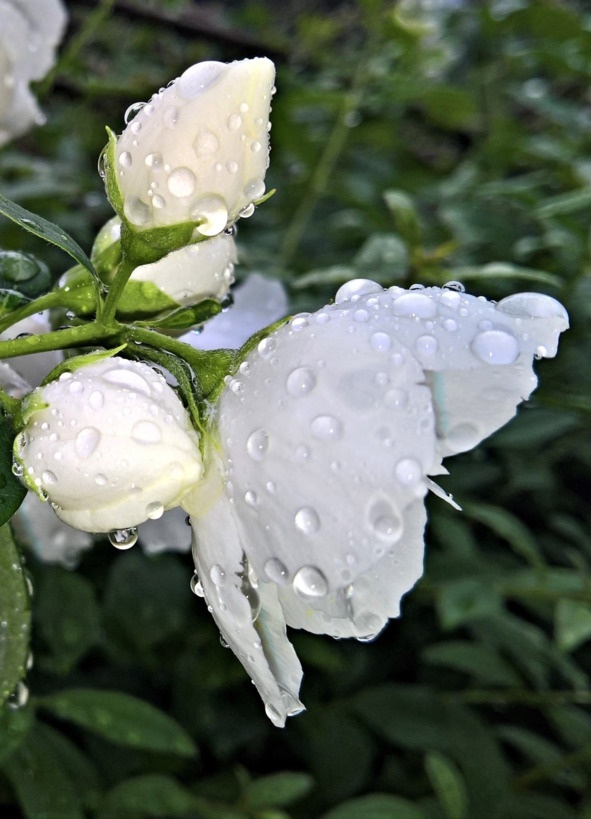 Иллюстрация к книге — Флакон счастья. Книга ароматов. Часть вторая. Парфюмерные истории [image16_5b5189f76e484f0f7a3445de_jpg.jpg]