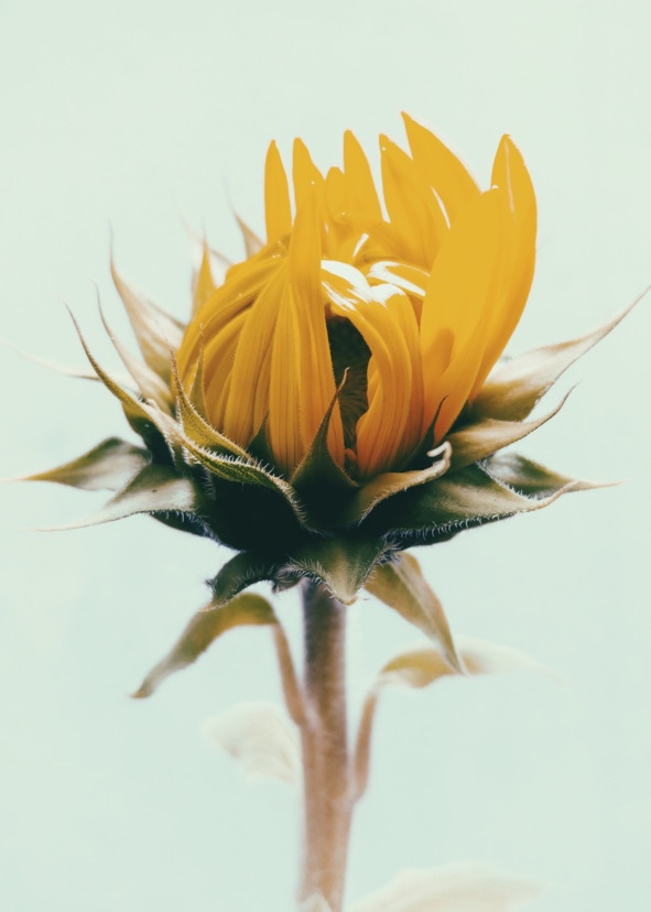 Иллюстрация к книге — Флакон счастья. Книга ароматов. Часть вторая. Парфюмерные истории [image24_5b5189c66e484f0f7a3445c6_jpg.jpg]