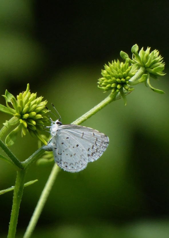 Иллюстрация к книге — Флакон счастья. Книга ароматов. Часть вторая. Парфюмерные истории [image36_5b51897a6e484f0f7a3445a2_jpg.jpg]