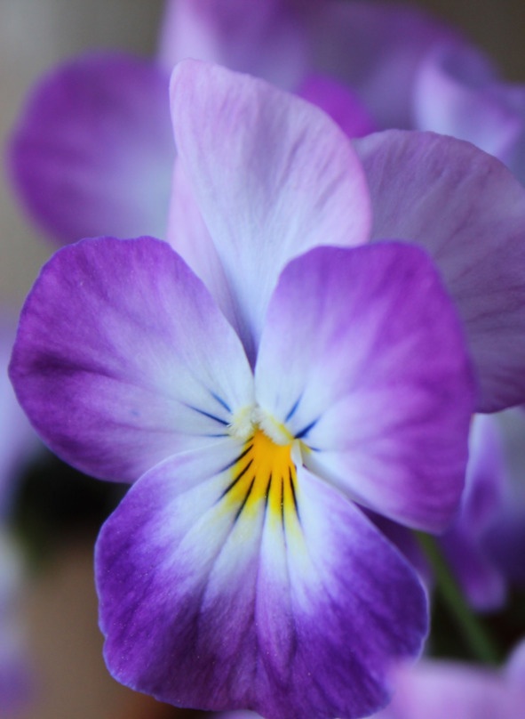 Иллюстрация к книге — Флакон счастья. Книга ароматов. Часть вторая. Парфюмерные истории [image44_5b5189456e484f0f7a34458a_jpg.jpg]