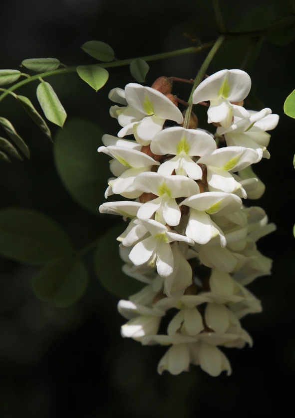 Иллюстрация к книге — Флакон счастья. Книга ароматов. Часть вторая. Парфюмерные истории [image47_5b5189336e484f0f7a344581_jpg.jpg]