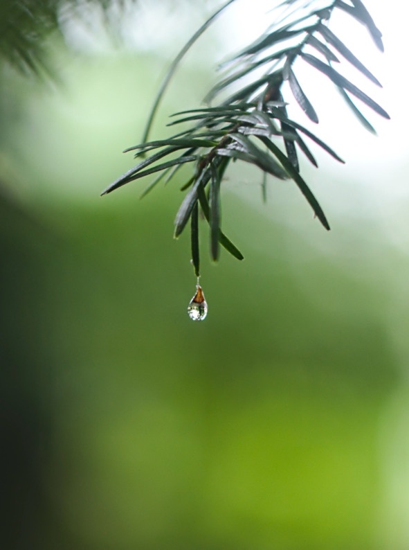 Иллюстрация к книге — Флакон счастья. Книга ароматов. Часть вторая. Парфюмерные истории [image58_5b6d3e01950164c8004ee560_jpg.jpg]