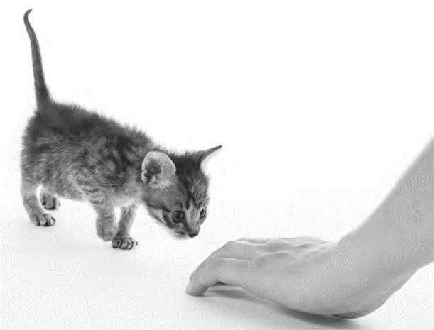 Иллюстрация к книге — Как воспитать вашу кошку [_13.jpg]