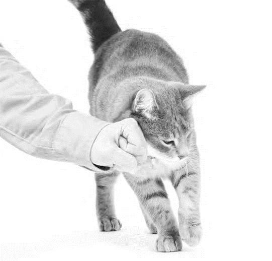 Иллюстрация к книге — Как воспитать вашу кошку [_15.jpg]