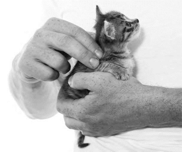 Иллюстрация к книге — Как воспитать вашу кошку [_16.jpg]