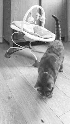 Иллюстрация к книге — Как воспитать вашу кошку [_17.jpg]