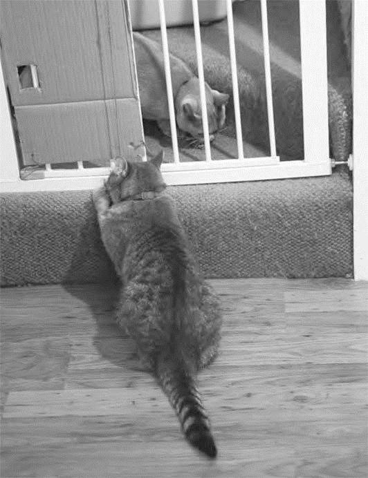 Иллюстрация к книге — Как воспитать вашу кошку [_22.jpg]