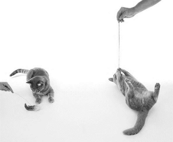 Иллюстрация к книге — Как воспитать вашу кошку [_24.jpg]