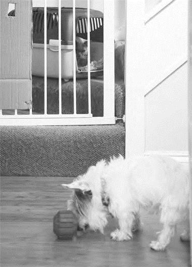 Иллюстрация к книге — Как воспитать вашу кошку [_25.jpg]