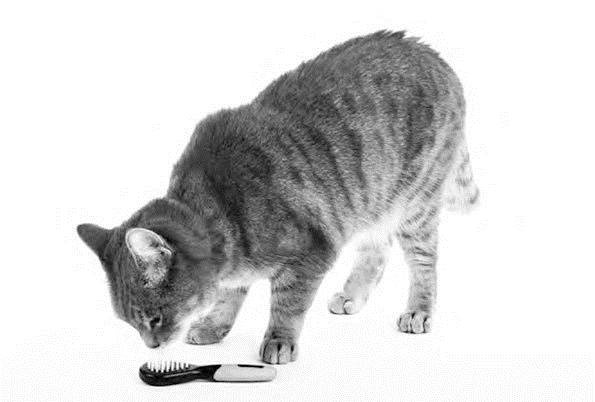 Иллюстрация к книге — Как воспитать вашу кошку [_32.jpg]