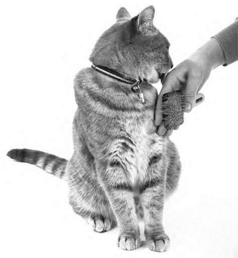 Иллюстрация к книге — Как воспитать вашу кошку [_33.jpg]