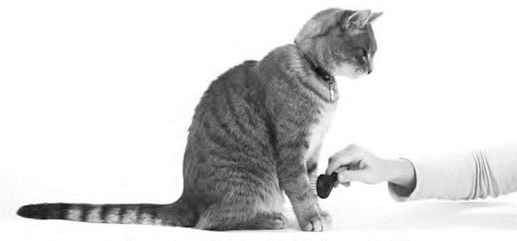 Иллюстрация к книге — Как воспитать вашу кошку [_34.jpg]