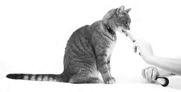 Иллюстрация к книге — Как воспитать вашу кошку [_35.jpg]