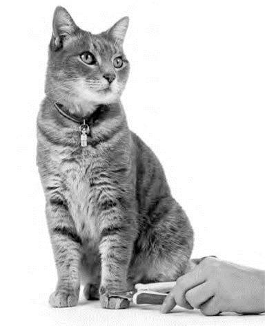 Иллюстрация к книге — Как воспитать вашу кошку [_37.jpg]