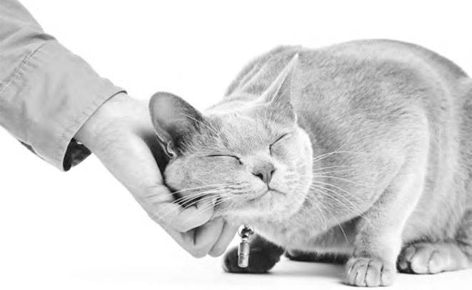 Иллюстрация к книге — Как воспитать вашу кошку [_4.jpg]