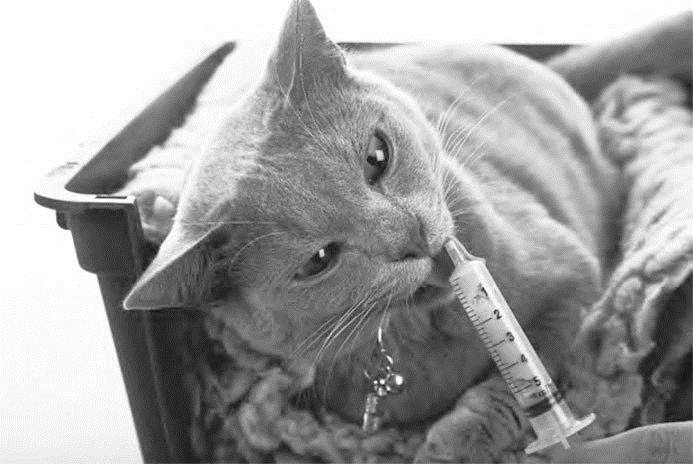 Иллюстрация к книге — Как воспитать вашу кошку [_42.jpg]