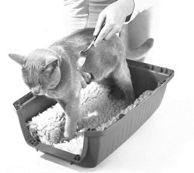 Иллюстрация к книге — Как воспитать вашу кошку [_45.jpg]