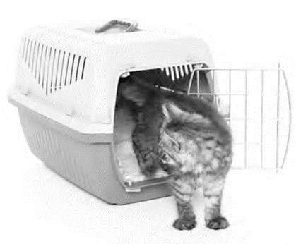 Иллюстрация к книге — Как воспитать вашу кошку [_46.jpg]