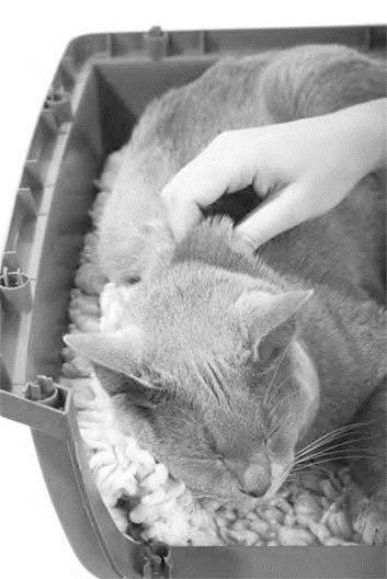 Иллюстрация к книге — Как воспитать вашу кошку [_48.jpg]